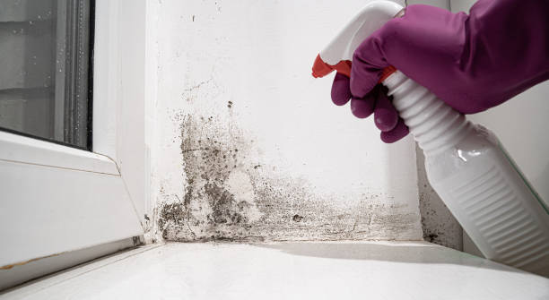 Best Basement water damage restoration  in Cowpens, SC